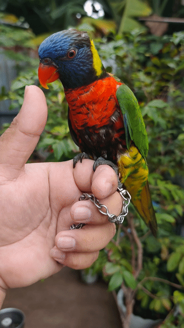 Chim Lory Rainbow Đa sắc. Mua bán Chim tại Huyện Hóc Môn Tp Hồ Chí Minh được đăng bởi Hiển Lê hình 1