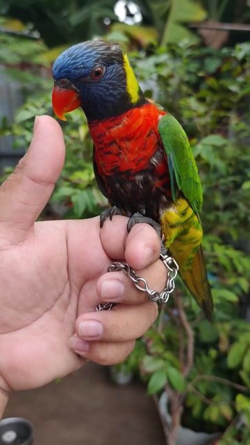 Chim Lory Rainbow Đa sắc. Mua bán Chim tại Huyện Hóc Môn Tp Hồ Chí Minh được đăng bởi Hiển Lê hình 1