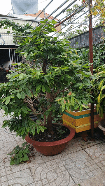 Cây cảnh Mai giảo 1.5m. Mua bán Cây cảnh, đồ trang trí tại Thành phố Thủ Đức Tp Hồ Chí Minh được đăng bởi vinhcaycanh hình 1