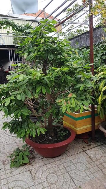 Cây cảnh Mai giảo 1.5m. Mua bán Cây cảnh, đồ trang trí tại Thành phố Thủ Đức Tp Hồ Chí Minh được đăng bởi vinhcaycanh hình 1