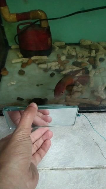 Cá La Hán Đỏ 2 ngón. Mua bán Thú cưng khác tại Quận Phú Nhuận Tp Hồ Chí Minh được đăng bởi Thien Nguyen hình 1
