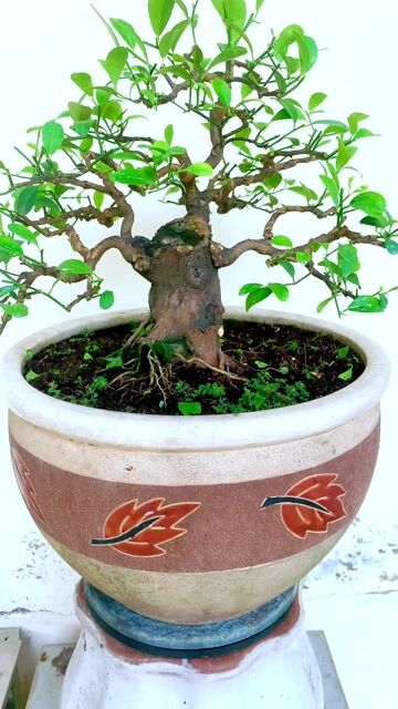 Chanh ta bonsai lùn hoàn thiện. Mua bán Cây cảnh, đồ trang trí tại Thành phố Thủ Đức Tp Hồ Chí Minh được đăng bởi Bonsai Quang Châu  hình 1