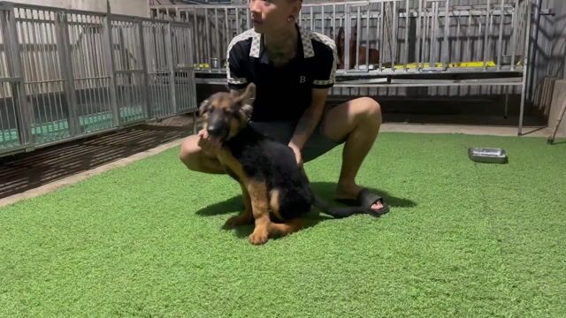 Chó Becgie Đức Đen, Nâu vàng. Mua bán Chó tại Huyện Bình Chánh Tp Hồ Chí Minh được đăng bởi Trường Bùi nguyên hình 1