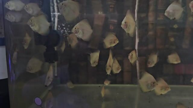 Cá dĩa 3-5 cm Trắng. Mua bán Thú cưng khác tại Quận 8 Tp Hồ Chí Minh được đăng bởi Mr Duy Anh hình 1