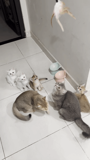 Mèo con đực trắng 2 tháng đã tiêm. Mua bán Mèo tại Thành phố Thủ Đức Tp Hồ Chí Minh được đăng bởi Nghi Đào hình 1