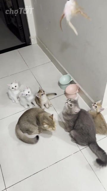 Mèo con đực trắng 2 tháng đã tiêm. Mua bán Mèo tại Thành phố Thủ Đức Tp Hồ Chí Minh được đăng bởi Nghi Đào hình 1