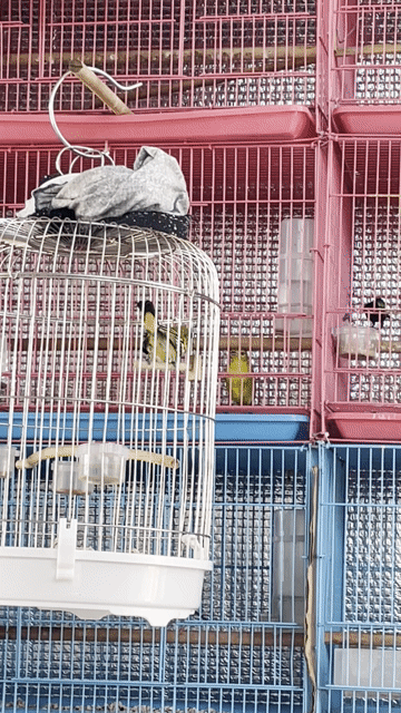 Chim Huýt cô Vàng. Mua bán Chim tại Huyện Tân Biên Tây Ninh được đăng bởi Ngà Voi hình 1