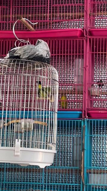 Chim Huýt cô Vàng. Mua bán Chim tại Huyện Tân Biên Tây Ninh được đăng bởi Ngà Voi hình 1