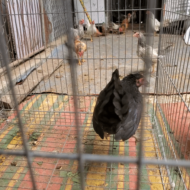 Gà mái tre bắc. Mua bán Gà tại Huyện Tân Hiệp Kiên Giang được đăng bởi Ha DANG hình 1