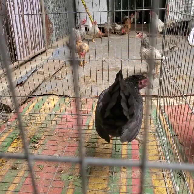 Gà mái tre bắc. Mua bán Gà tại Huyện Tân Hiệp Kiên Giang được đăng bởi Ha DANG hình 1