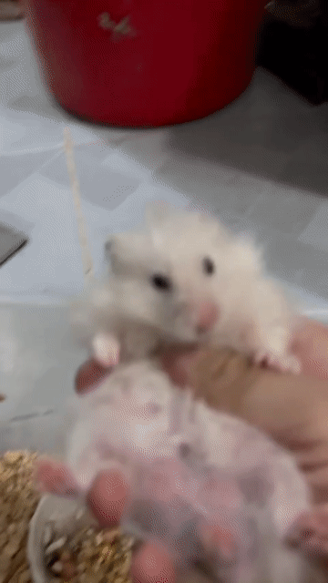 Chuột Hamster Trắng Cả hai. Mua bán Thú cưng khác tại Thành phố Dĩ An Bình Dương được đăng bởi Bùi Thị Đào  hình 1