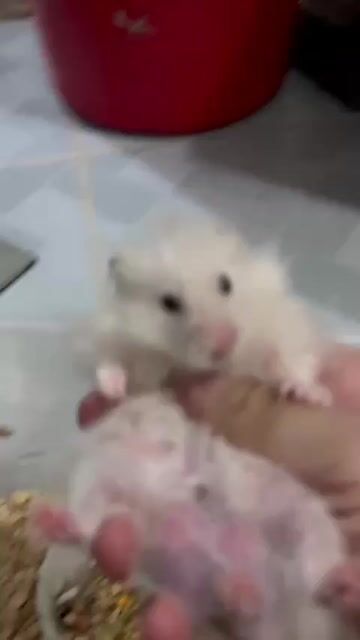 Chuột Hamster Trắng Cả hai. Mua bán Thú cưng khác tại Thành phố Dĩ An Bình Dương được đăng bởi Bùi Thị Đào  hình 1