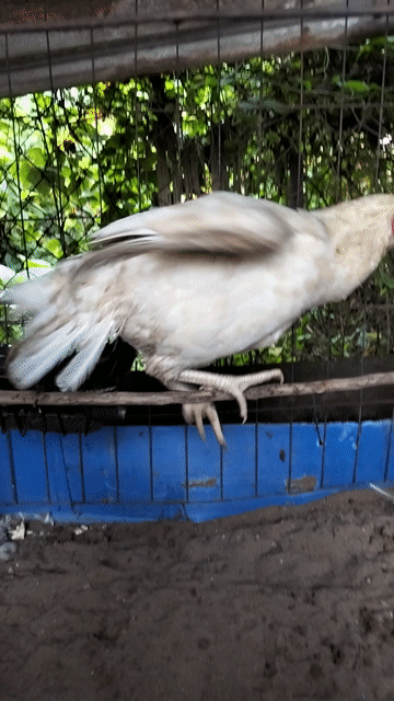 ga trang bán hoặc gl . Mua bán Gà tại Huyện Chợ Mới An Giang được đăng bởi Tâm Xì hình 1