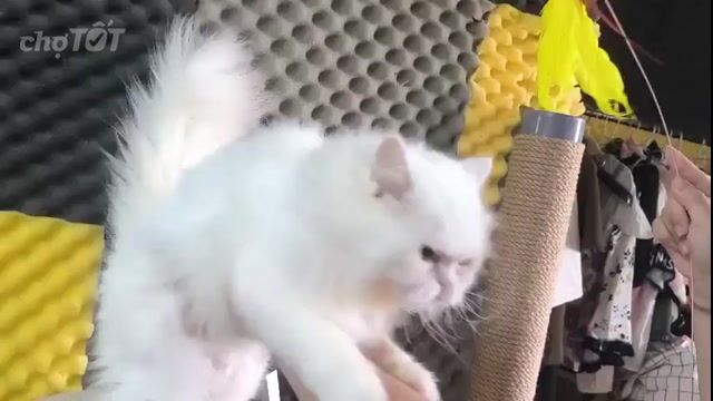Mèo ALD Trắng mắt 2 màu. Mua bán Mèo tại Quận Gò Vấp Tp Hồ Chí Minh được đăng bởi nguyễn tuấn kiệt hình 1