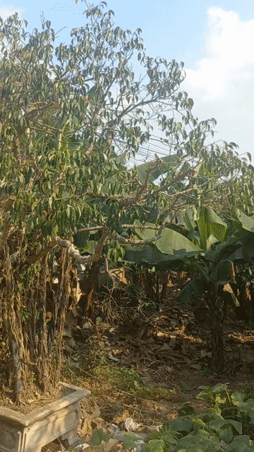 Cây Sanh cảnh lâu năm. Mua bán Cây cảnh, đồ trang trí tại Huyện Ý Yên Nam Định được đăng bởi Duy Le hình 1