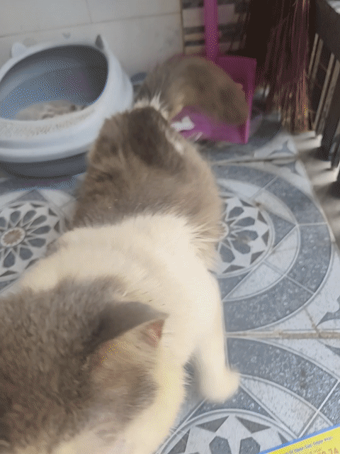 Mèo Anh lông dài đực gần 1 năm. Mua bán Mèo tại Huyện Nhà Bè Tp Hồ Chí Minh được đăng bởi bồ câu kiểng hình 1