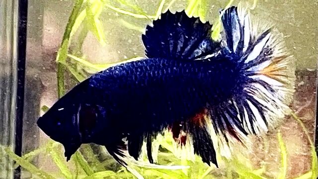 koi blue nemo. Mua bán Thú cưng khác tại Quận Bình Thạnh Tp Hồ Chí Minh được đăng bởi Nguyễn Trung Hiếu hình 1