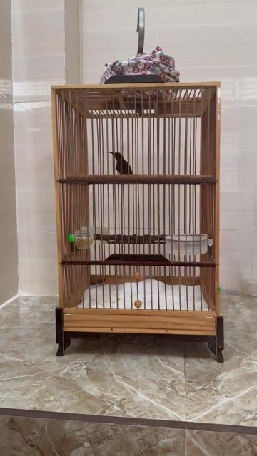 Chim hút mật 5 màu chim chuyền non nuôi lên. Mua bán Chim tại Quận Ninh Kiều Cần Thơ được đăng bởi Đặng Vương hình 1