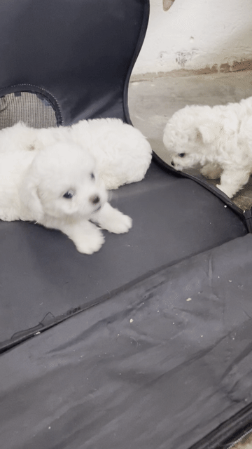 đây là giống chó poodle tiny chuẩn nhà mình mới đe. Mua bán Chó tại Thành phố Thái Bình Thái Bình được đăng bởi trịnh văn mạnh hình 1