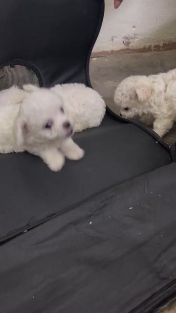 đây là giống chó poodle tiny chuẩn nhà mình mới đe. Mua bán Chó tại Thành phố Thái Bình Thái Bình được đăng bởi trịnh văn mạnh hình 1