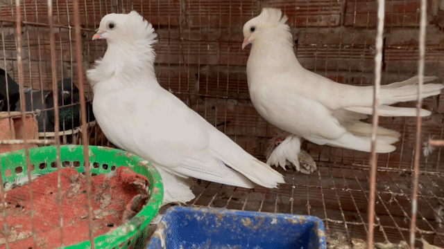 Chim Bồ câu Trắng Đen đang sinh sản. Mua bán Chim tại Thành phố Sóc Trăng Sóc Trăng được đăng bởi tài hình 1