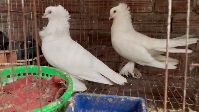 Chim Bồ câu Trắng Đen đang sinh sản. Mua bán Chim tại Thành phố Sóc Trăng Sóc Trăng được đăng bởi tài hình 1