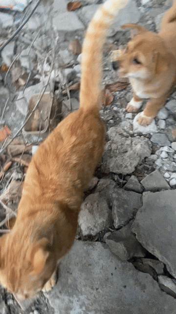 2 cún xinh chân lùn nhẹ. Mua bán Chó tại Huyện Quốc Oai Hà Nội được đăng bởi ánh dương hình 1