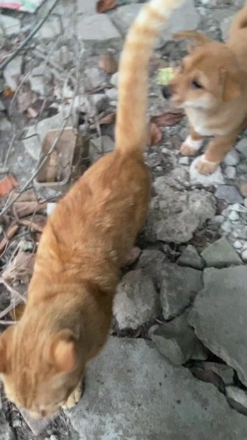 2 cún xinh chân lùn nhẹ. Mua bán Chó tại Huyện Quốc Oai Hà Nội được đăng bởi ánh dương hình 1