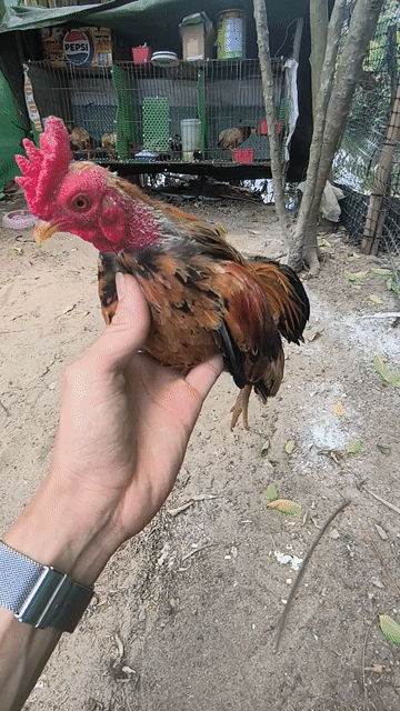 Gà Tre Bắc Tít trống hơn 1 năm. Mua bán Gà tại Huyện Phụng Hiệp Hậu Giang được đăng bởi Trung hình 1