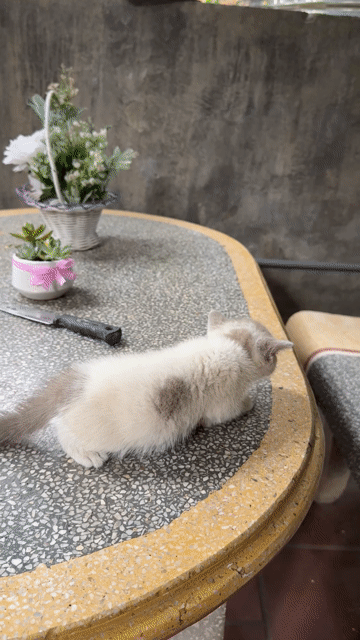 Mèo Anh lông ngắn Xám trắng Gần 2 tháng. Mua bán Mèo tại Huyện Quốc Oai Hà Nội được đăng bởi Kiều Hòa hình 1