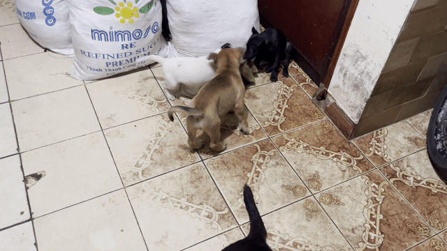 Chó con 2 tháng tuổi. Mua bán Chó tại Quận 11 Tp Hồ Chí Minh được đăng bởi man hình 1