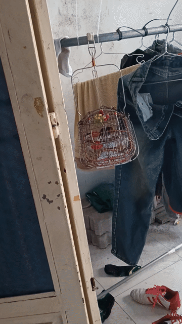 chuyền xanh nuôi lên. Mua bán Chim tại Quận 7 Tp Hồ Chí Minh được đăng bởi Nam hình 1
