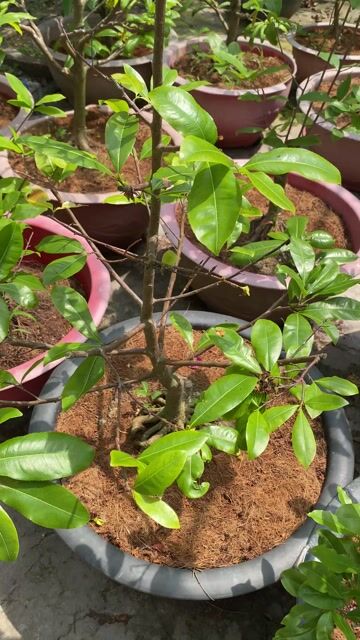 Cây cảnh Mai 8-9cm Đế quành. Mua bán Cây cảnh, đồ trang trí tại Huyện Lai Vung Đồng Tháp được đăng bởi gia lạc  hình 1