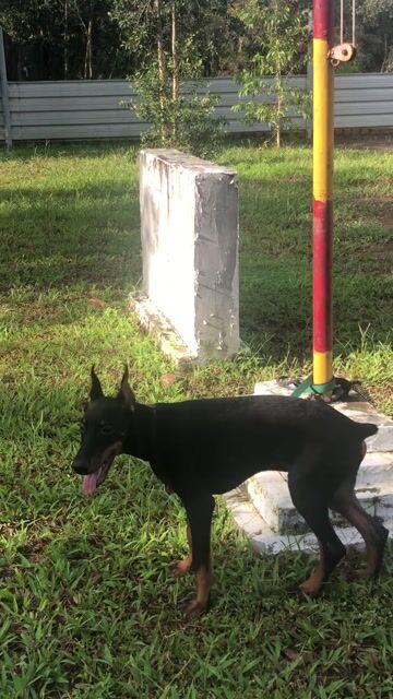 cần tìm chủ mới cho e dobecman 6 tháng tuổi. Mua bán Chó tại Huyện Bình Chánh Tp Hồ Chí Minh được đăng bởi Quốc Cường hình 1