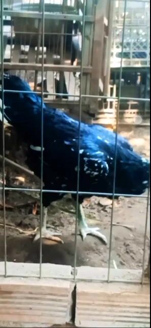 Mái ô Bông Sill Thái( f1) 3kg. Mua bán Gà tại Thành phố Châu Đốc An Giang được đăng bởi Hoàng phuc hình 1