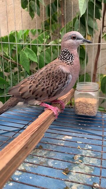 Mái Việt gốc bổi đã rớt hột. Mua bán Chim tại Quận Gò Vấp Tp Hồ Chí Minh được đăng bởi Hung  hình 1