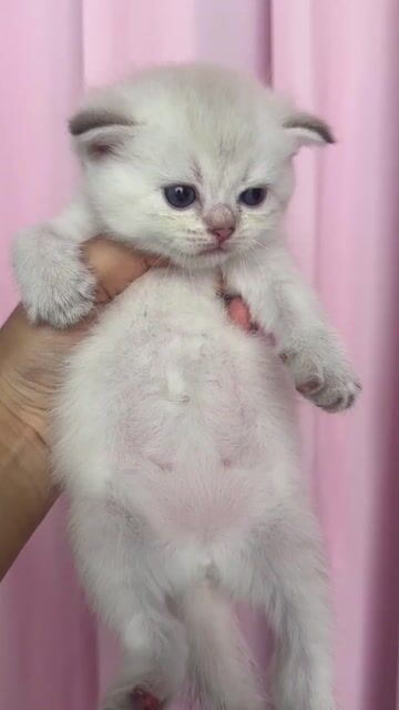 Mèo Mặt Cộc màu Golden point. Mua bán Mèo tại Quận Ninh Kiều Cần Thơ được đăng bởi Co Co hình 1