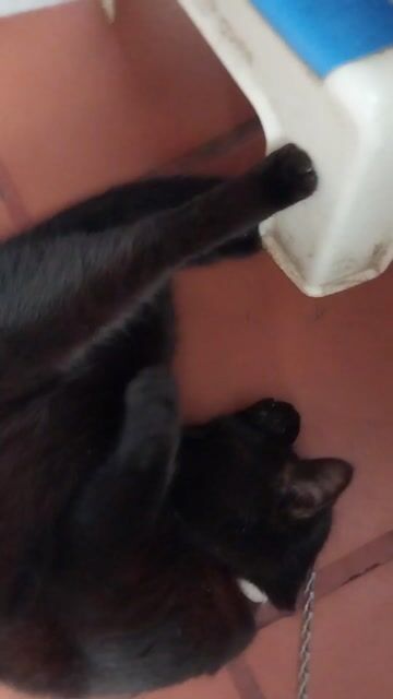 Mèo Cái 2 tuổi. Mua bán Mèo tại Quận Tây Hồ Hà Nội được đăng bởi Nguyen Phuong Thuy hình 1