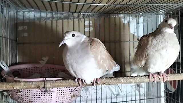 Ms 04. Chim cu gáy Bông đỏ cặp 6 tháng. Mua bán Chim tại Huyện Củ Chi Tp Hồ Chí Minh được đăng bởi chim cảnh Hiếu BiO hình 1