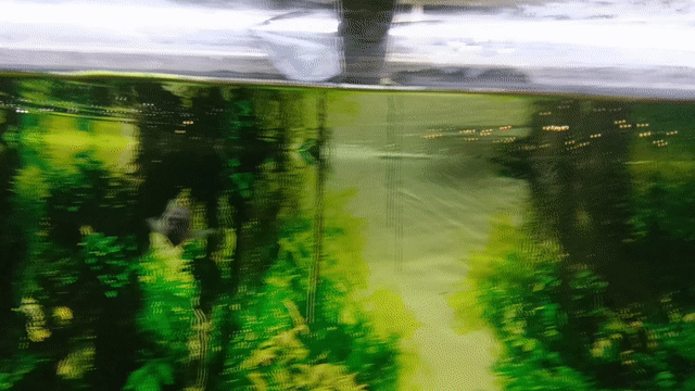 Cá cảnh Ali 6 bé Đa dạng. Mua bán Thú cưng khác tại Quận Hoàng Mai Hà Nội được đăng bởi dat hình 1