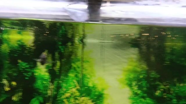 Cá cảnh Ali 6 bé Đa dạng. Mua bán Thú cưng khác tại Quận Hoàng Mai Hà Nội được đăng bởi dat hình 1