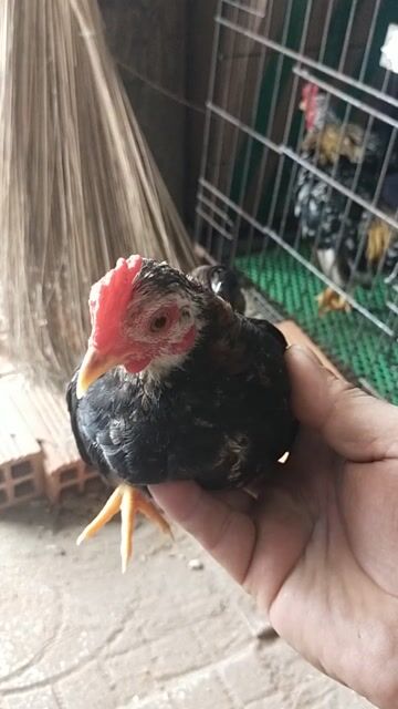 Gà tre Bắc khỏe mạnh. Mua bán Gà tại Quận Ninh Kiều Cần Thơ được đăng bởi vô tận hình 1