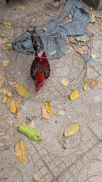 Gà trống Đỏ đen Đực Gà tơ. Mua bán Gà tại Thị xã Bến Cát Bình Dương được đăng bởi Quyền Dịêp hình 1