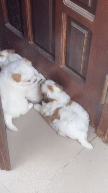 Chó Nhật lai Poodle trắng. Mua bán Chó tại Huyện Chơn Thành Bình Phước được đăng bởi Cam Gjang Huynh hình 1