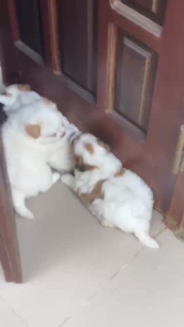 Chó Nhật lai Poodle trắng. Mua bán Chó tại Huyện Chơn Thành Bình Phước được đăng bởi Cam Gjang Huynh hình 1