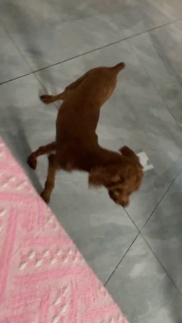 Chó Poodle nâu 4 tháng đã tiêm. Mua bán Chó tại Thành phố Thuận An Bình Dương được đăng bởi Duyên Thạch thị bích hình 1