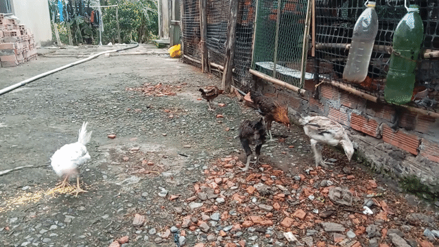Gà Peru, asil mĩ, mĩ 3 tháng tuổi. Mua bán Gà tại Thị xã Kiến Tường Long An được đăng bởi abc hình 1