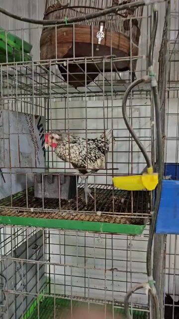 bán cặp gà cực đẹp, gà khoẻ mạnh, do mình không co. Mua bán Gà tại Quận Tân Bình Tp Hồ Chí Minh được đăng bởi Vũ Thuỳ  hình 1