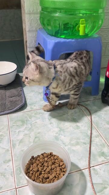 Mèo con Xám vằn 3 tháng tuổi. Mua bán Mèo tại Huyện Long Hồ Vĩnh Long được đăng bởi Văn Tấnn hình 1
