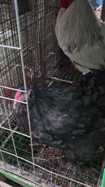 Gà Brahma Trống tặng mái. Mua bán Gà tại Thành phố Thủ Đức Tp Hồ Chí Minh được đăng bởi Gà Cảnh Bình Dương hình 1